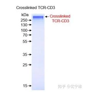 新奧彩資料免費(fèi)提供,前瞻性戰(zhàn)略定義探討_iPhone13.648